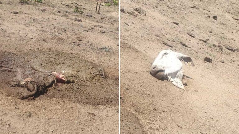 Bandidos invadem fazenda, abatem boi de estimação e levam toda a carne em João Pinheiro
