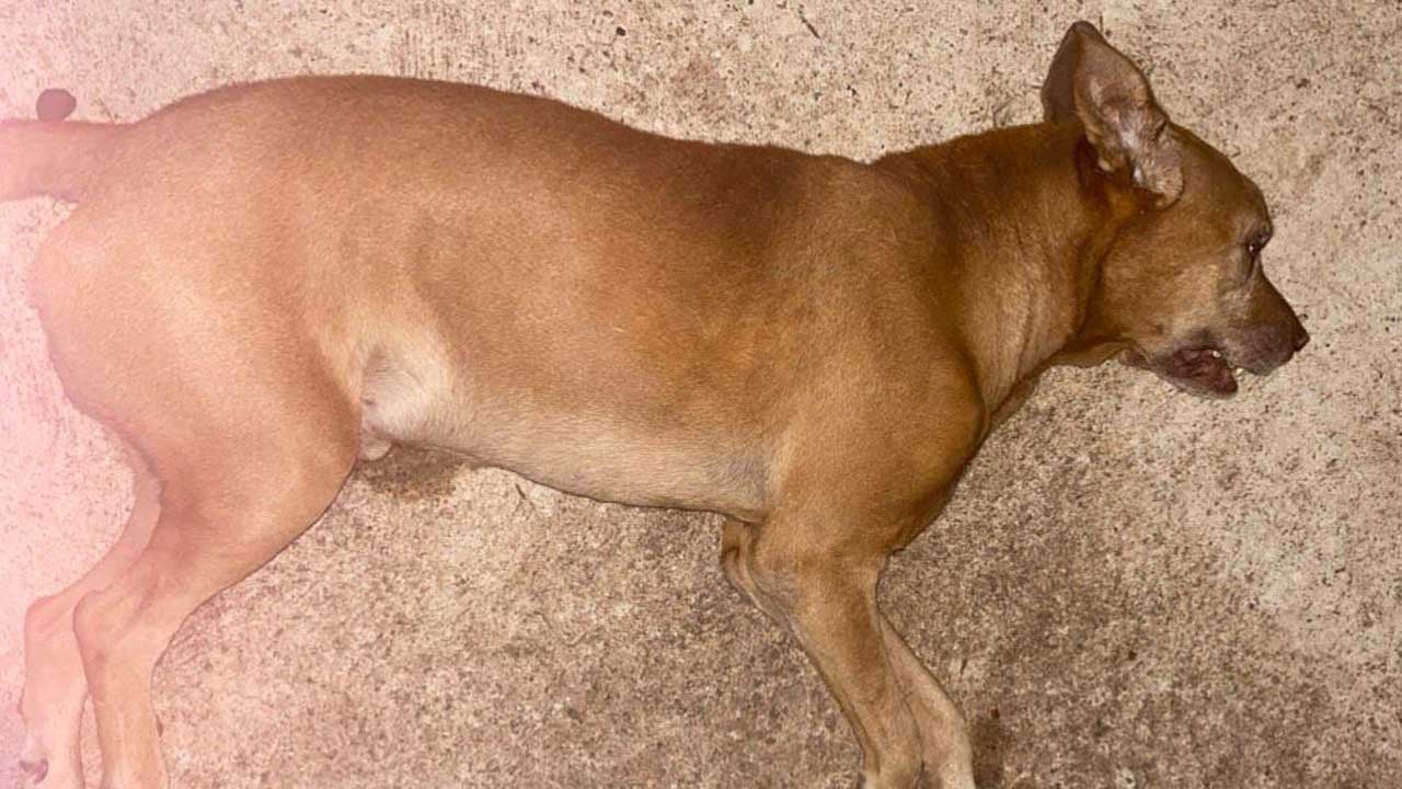Cão de rua é morto por envenenamento e população de Brasilândia de Minas cobra providências das autoridades