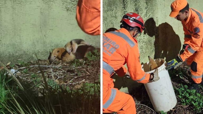 Corpo de Bombeiros captura mãe e filhote de Tamanduá-mirim no Bela Vista, em João Pinheiro