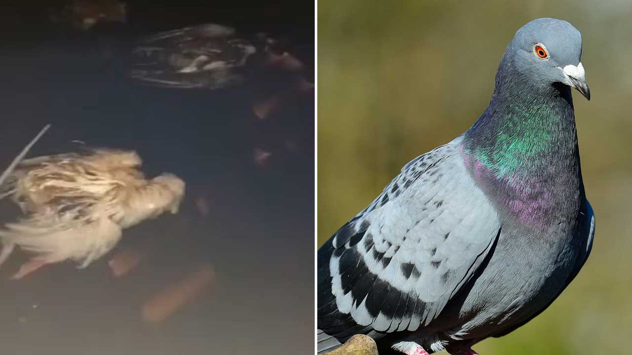 Alunos de creche passam mal após pombos serem achados mortos em caixa d'água em Minas Gerais