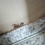 Pinheirense leva ferroada de escorpião e reclama de infestação na Vila São Sebastião, em João Pinheiro