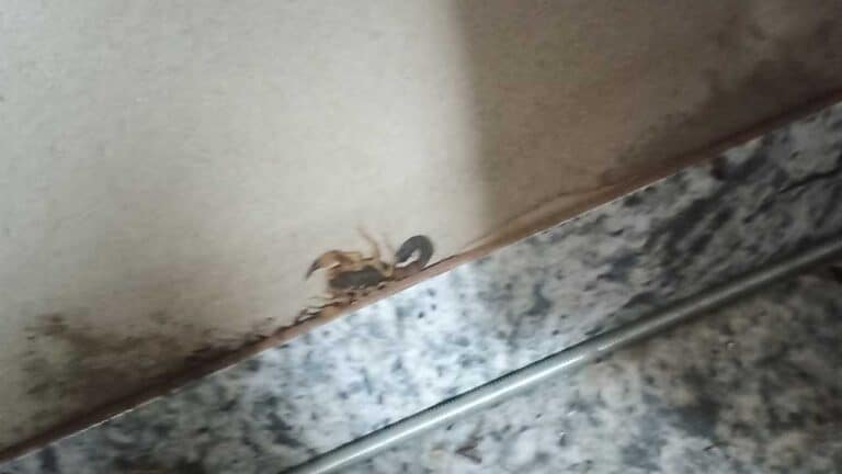 Pinheirense leva ferroada de escorpião e reclama de infestação na Vila São Sebastião, em João Pinheiro