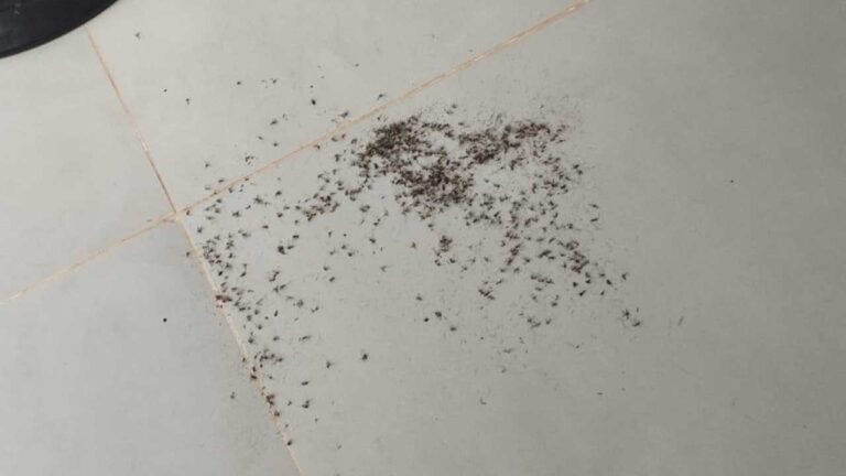 Infestação de pernilongos e escorpiões no Bougainville revolta e moradores que cobram fim do lixão a céu aberto