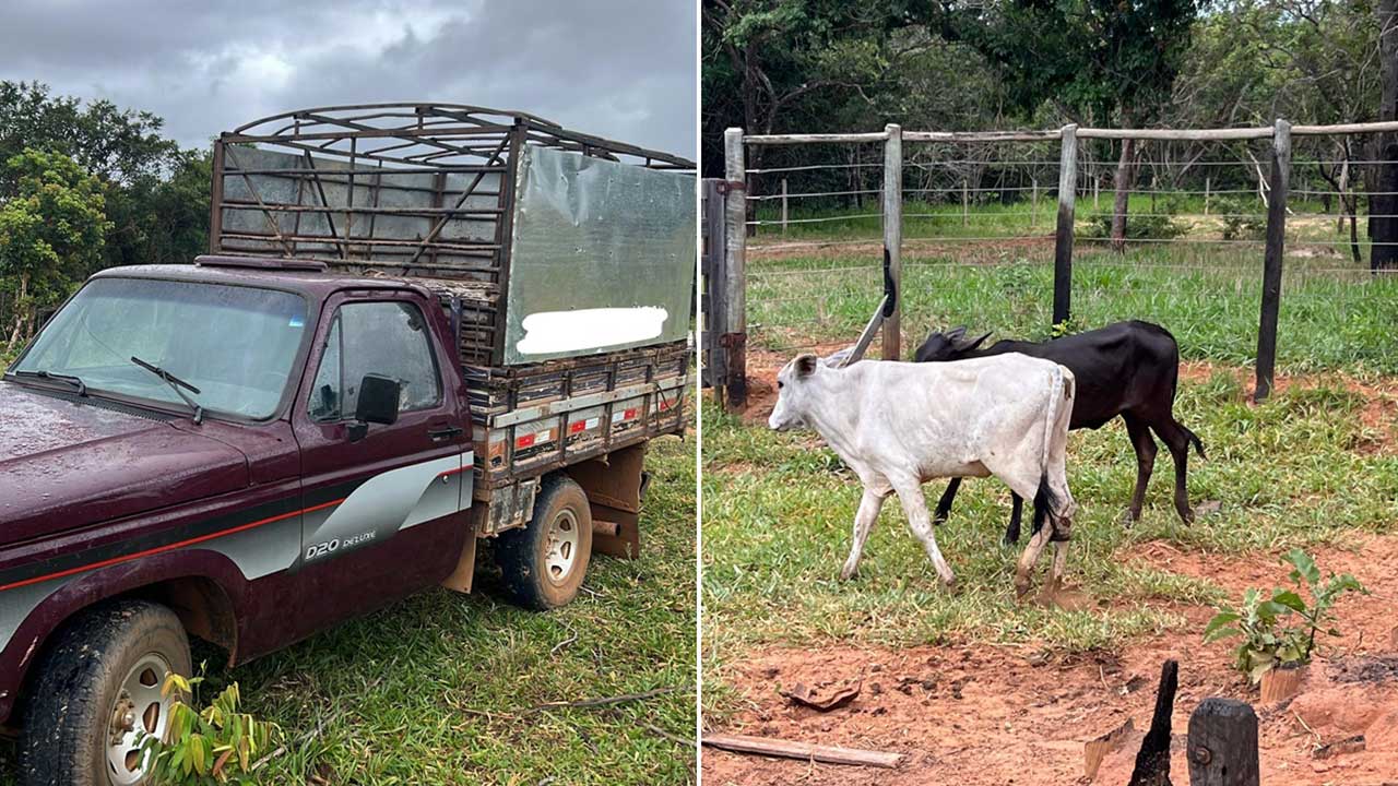 Polícia Civil recupera na região da Prata gado furtado em Lagoa Grande
