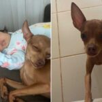 Família oferece recompensa de R$ 3 mil por pinscher que está desaparecido há 7 dias em João Pinheiro