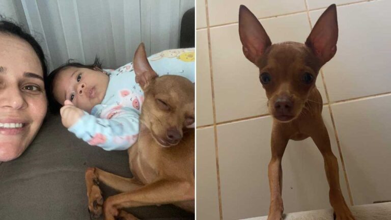 Família oferece recompensa de R$ 3 mil por pinscher que está desaparecido há 7 dias em João Pinheiro