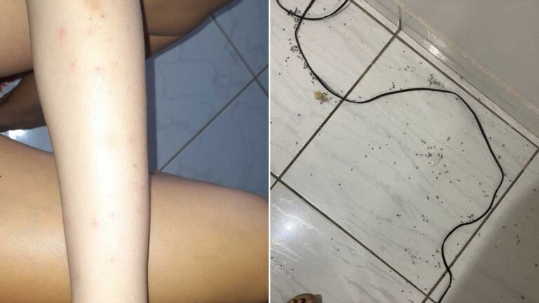 Infestação de pernilongos assola moradores do Primavera em João Pinheiro; situação é a pior em anos