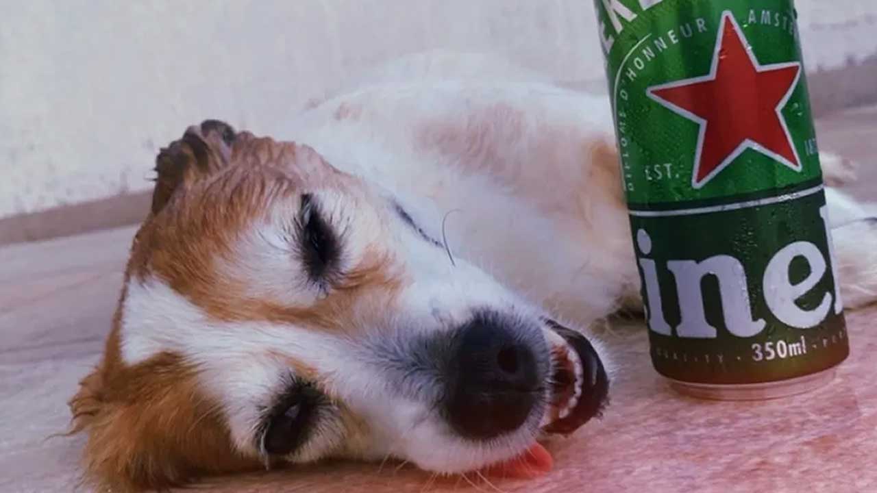 Mulher que deu cerveja a cachorro e postou nas redes sociais é multada