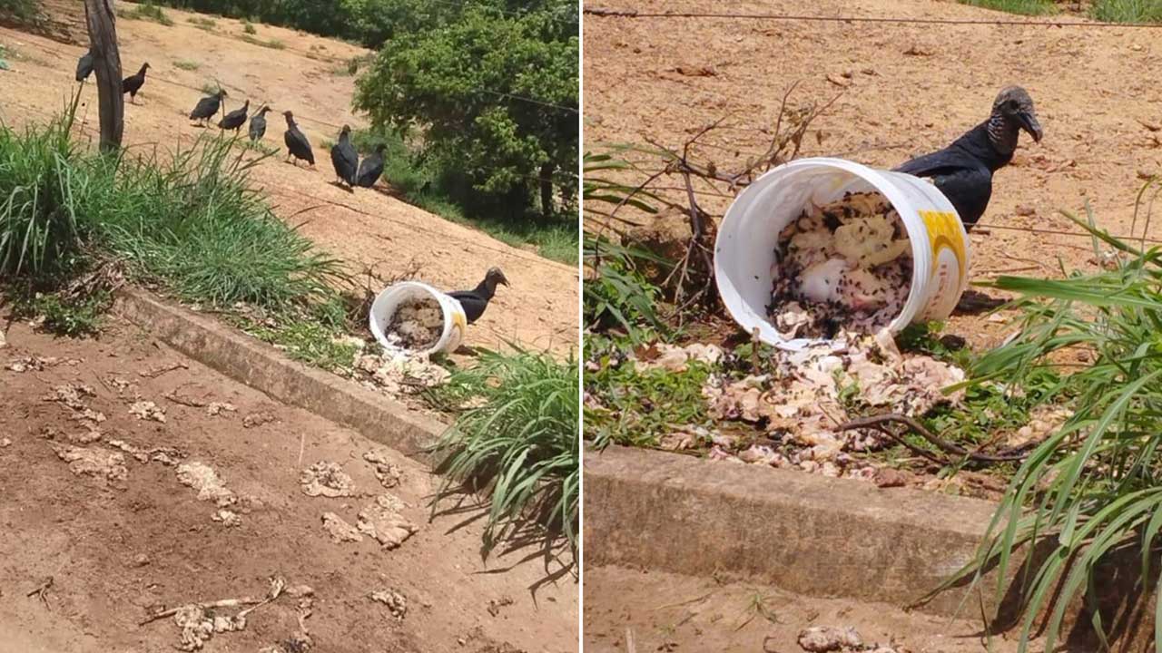 Irresponsabilidade: cidadão joga balde com resíduos de animais e atrai urubus no Bougainville, em João Pinheiro