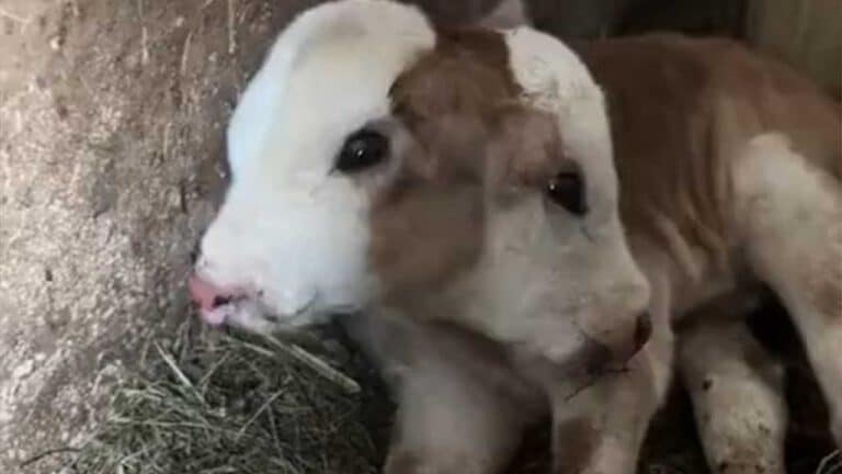 Bezerro nasce com condição raríssima de duas cabeças; veja vídeo