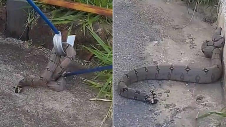 Jiboia com mais de um metro é capturada pelos Bombeiros próximo ao Estádio Pinicão, em João Pinheiro