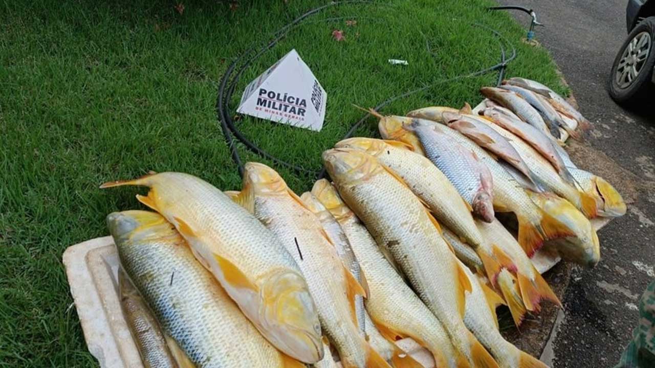 Polícia Ambiental prende homens com mais de 80 kg de dourado e outros peixes na MGC-354