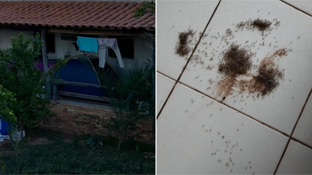 Casal perde cama para pernilongos e passa a dormir em barraca de camping na zona rural de João Pinheiro