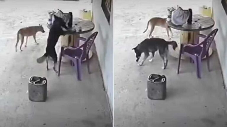 Cachorro 'rouba' celular de residência e foge no interior do Ceará; veja vídeo