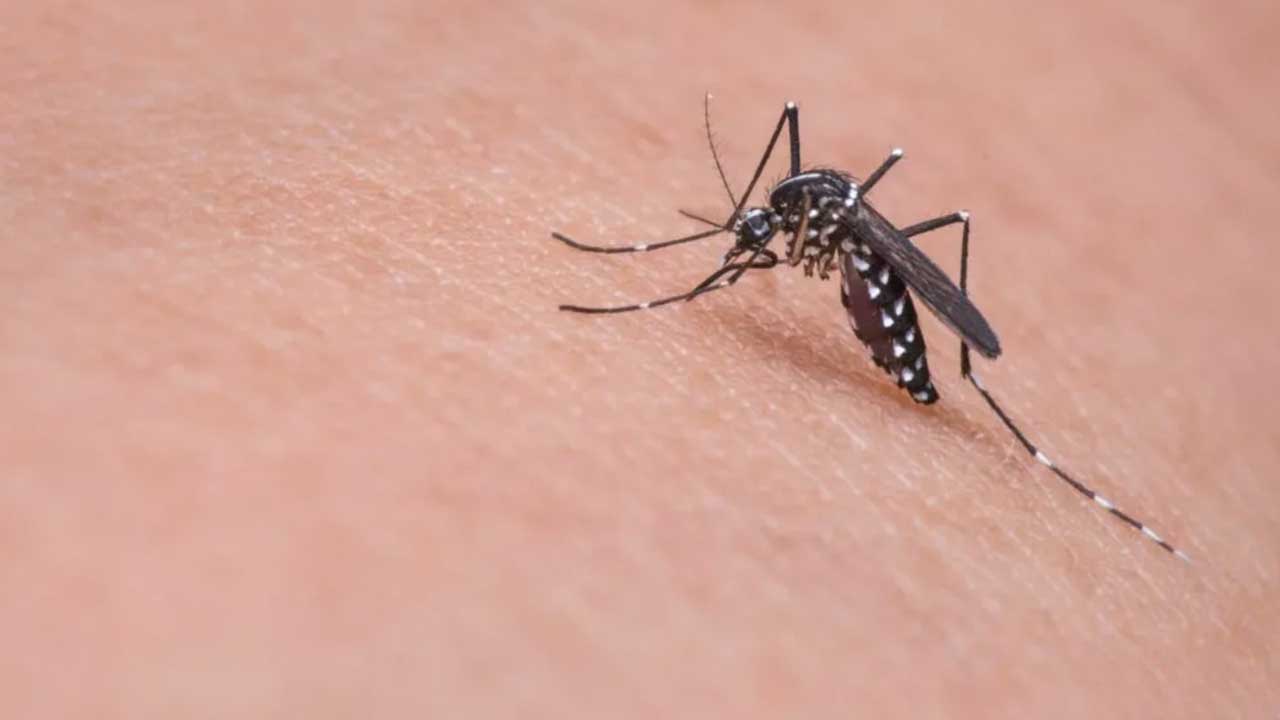 Número de casos de dengue sobe 250% em uma semana em João Pinheiro, segundo dados da SES