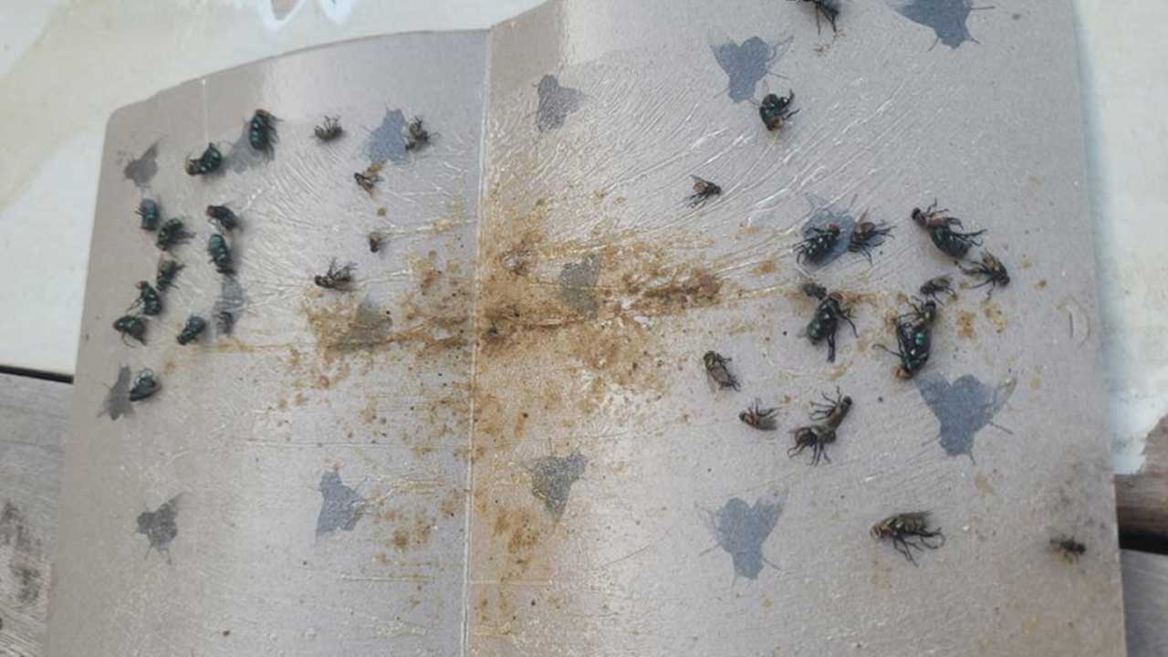 Moradores do Pôr do Sol reclamam de infestação de moscas e pernilongos que assolam o bairro em João Pinheiro