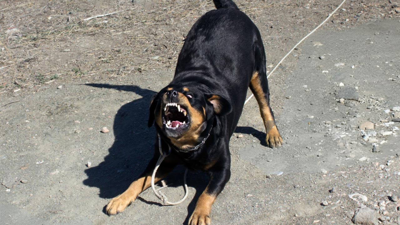 Rottweiler ataca cão e adolescente fica ferido ao tentar salvar animal de estimação em João Pinheiro