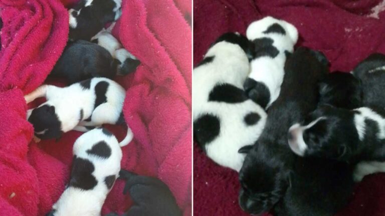 Crueldade: mulher resgata filhotes de cachorro deixados para morrer dentro de saco em João Pinheiro