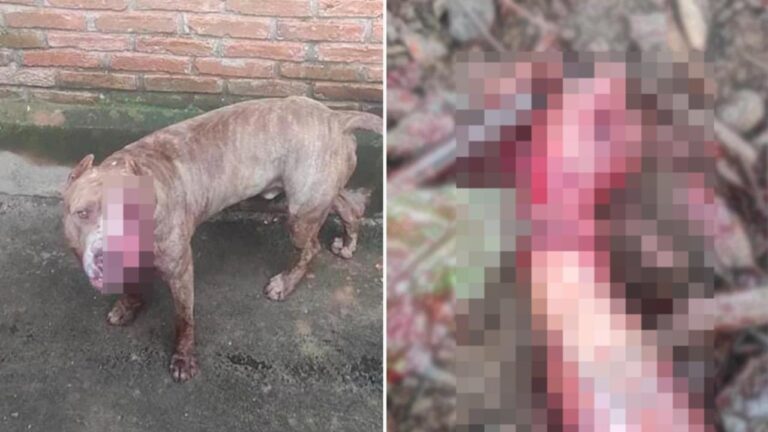 Ladrão invade chácara, é atacado por pitbull e acaba com antebraço amputado em Minas Gerais