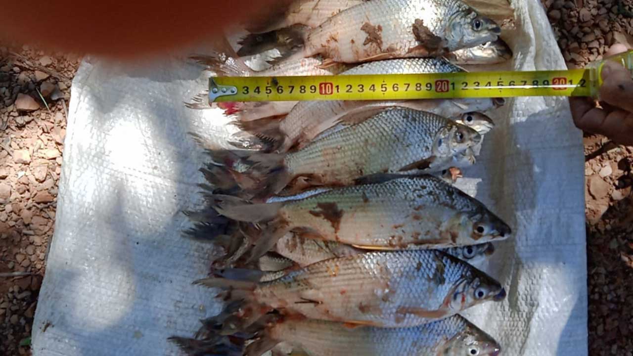 Dois pescadores são presos por pesca ilegal no Rio da Prata