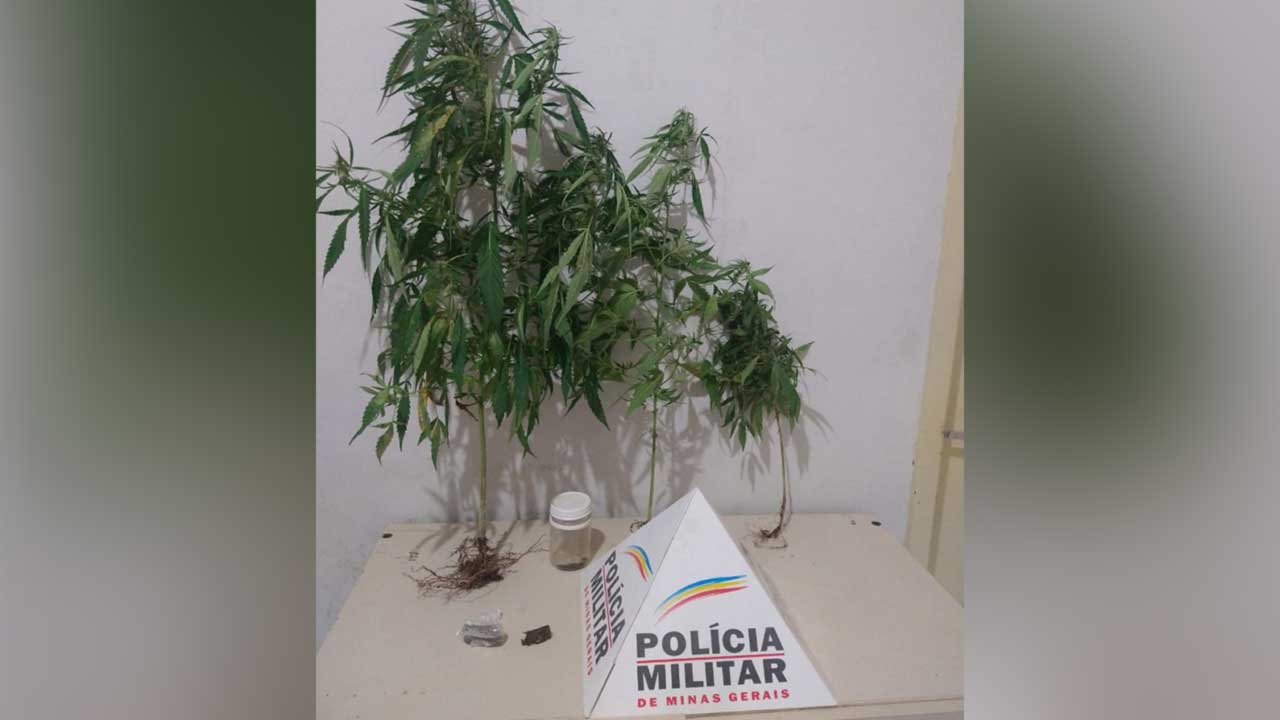 Polícia prende homem que cultivava pés de maconha em sua casa no Alvorada, em João Pinheiro
