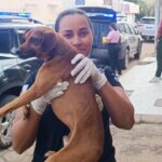 URGENTE: mulher investigada por matar cachorros para consumo é presa em flagrante pela em João Pinheiro