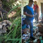 PC encontrou restos de animais na casa de idosa investigada por abate de cães em João Pinheiro; imagens impressionam