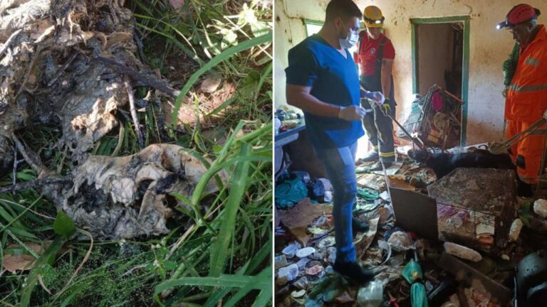 PC encontrou restos de animais na casa de idosa investigada por abate de cães em João Pinheiro; imagens impressionam
