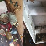 PC encontrou restos de animais na casa de idosa investigada por abate de cães em João Pinheiro; imagens impressionam