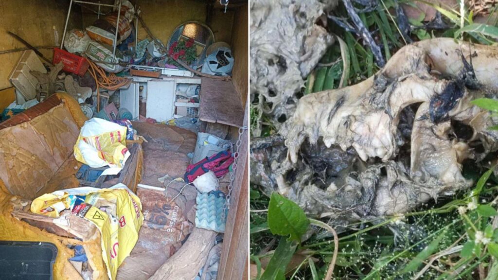 PC encontrou restos de animais na casa de idosa investigada por abate de cães em João Pinheiro; imagens impressionam