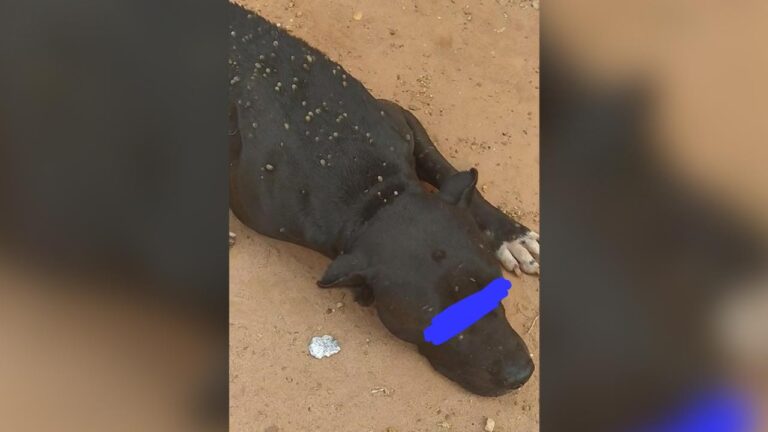 Polícia Militar resgata pitbull vítima de maus tratos e prende tutora de 24 anos em Brasilândia de Minas