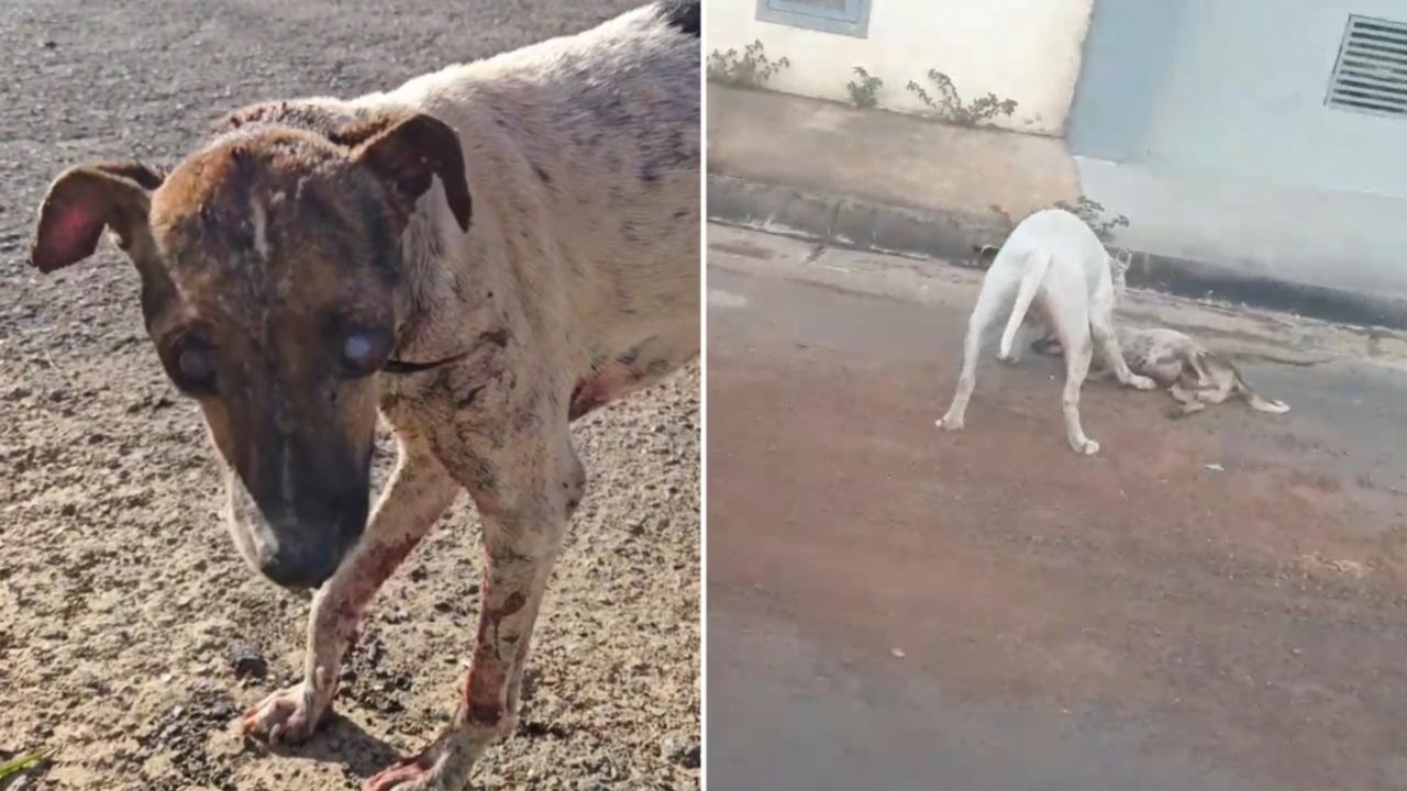 Cachorro vira-lata cego é brutalmente atacado por pitbull no bairro União, em João Pinheiro