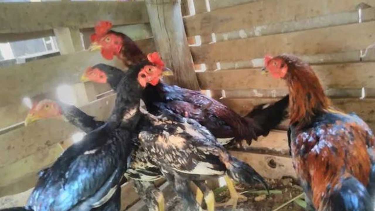 Desentendimento por venda de frango termina em tentativa de homicídio em São Gonçalo do Abaeté