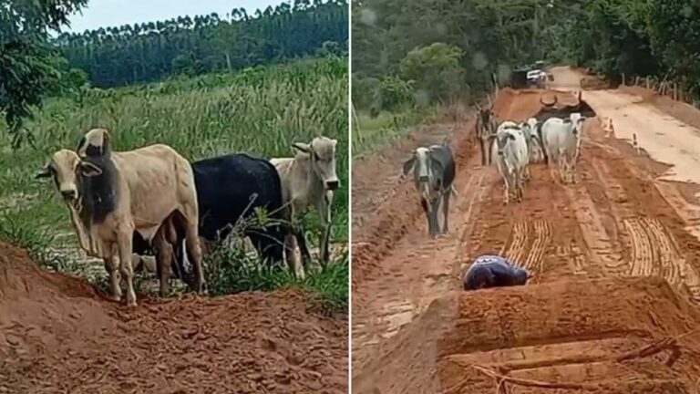 Gado solto vem prejudicando andamento do asfalto da estrada de Canabrava, em João Pinheiro