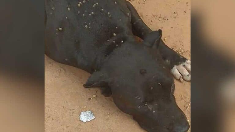 Homem e mulher que abandonaram pitbull em imóvel alugado são indiciados por maus tratos em Brasilândia de Minas