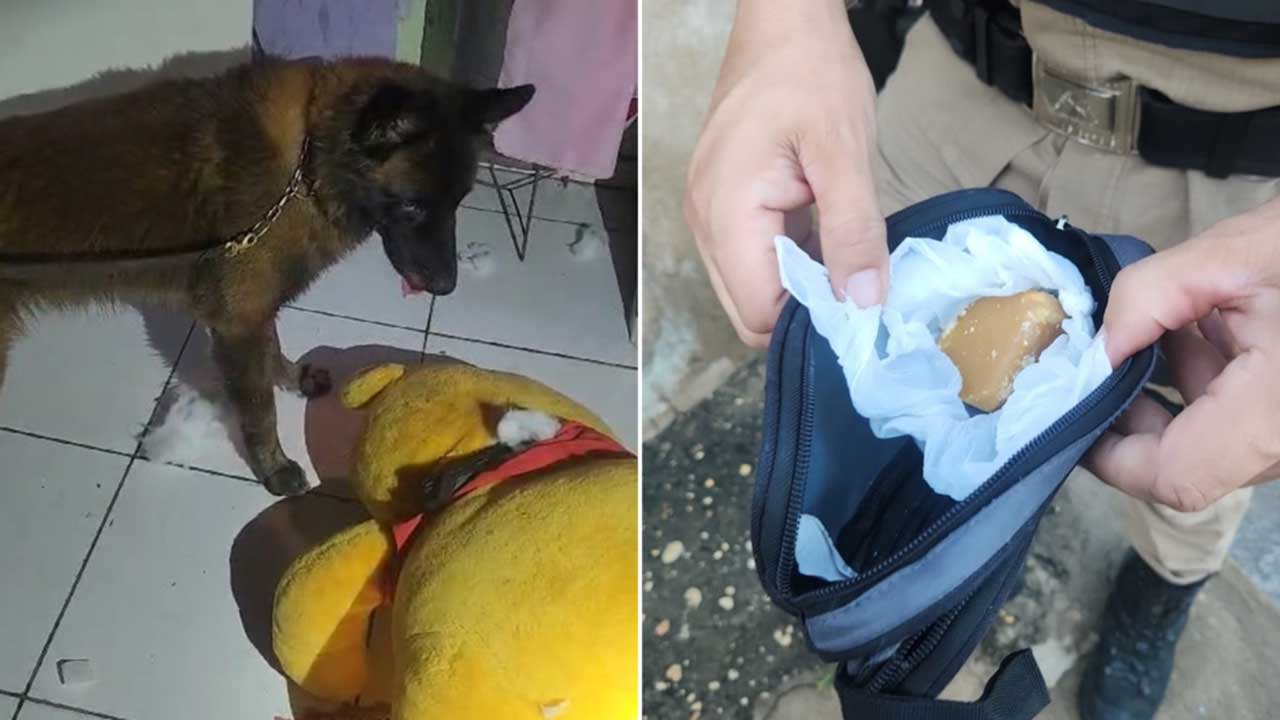 Cão farejador encontra droga escondida em urso de pelúcia e mãe e filha são presas por tráfico em João Pinheiro