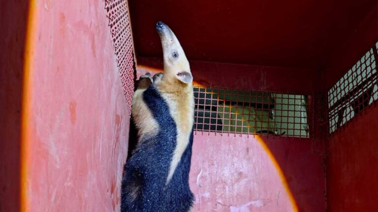 Corpo de Bombeiros salva Tamanduá-mirim que era perseguido por cachorros na rua em João Pinheiro