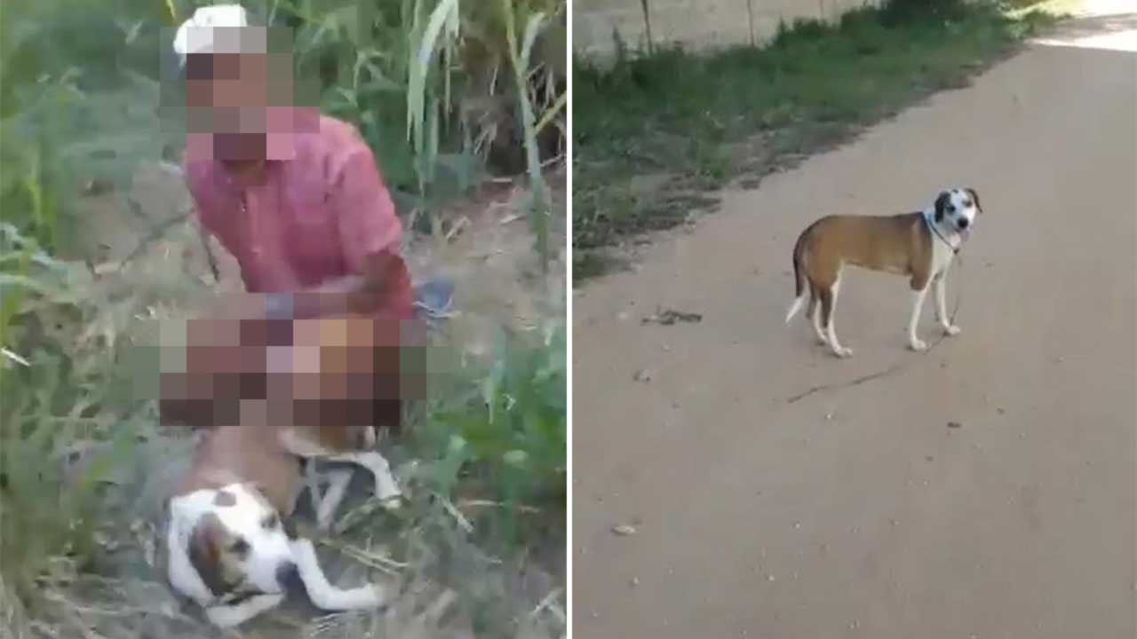 Idoso abusa sexualmente de cadela e é agredido com pauladas por morador que flagrou a cena em Patrocínio