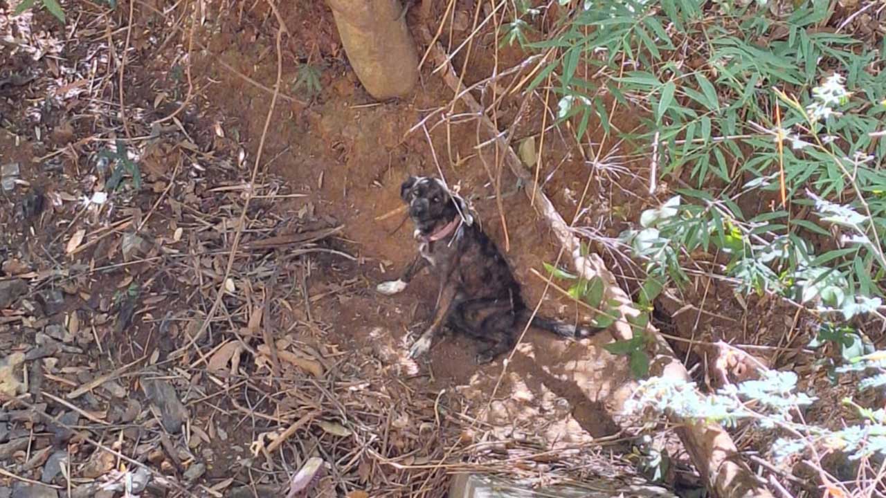 Corpo de Bombeiros resgata cadela abandonada presa à uma árvore em local de difícil acesso em João Pinheiro