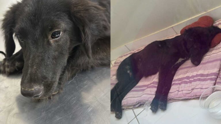 Paraíso das Patinhas pede ajuda para custear tratamento de cachorrinha brutalmente atropelada em João Pinheiro