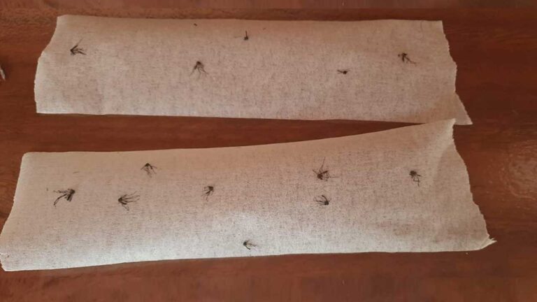 Moradores do Bougainville apontam infestação de pernilongos em época atípica em João Pinheiro 