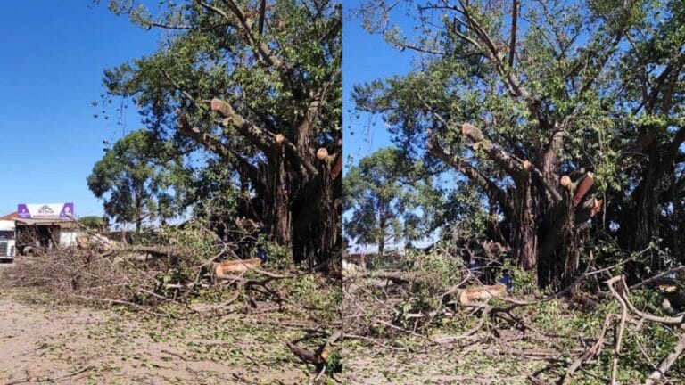 Risco de queda: árvore centenária é parcialmente cortada em João Pinheiro após incêndio