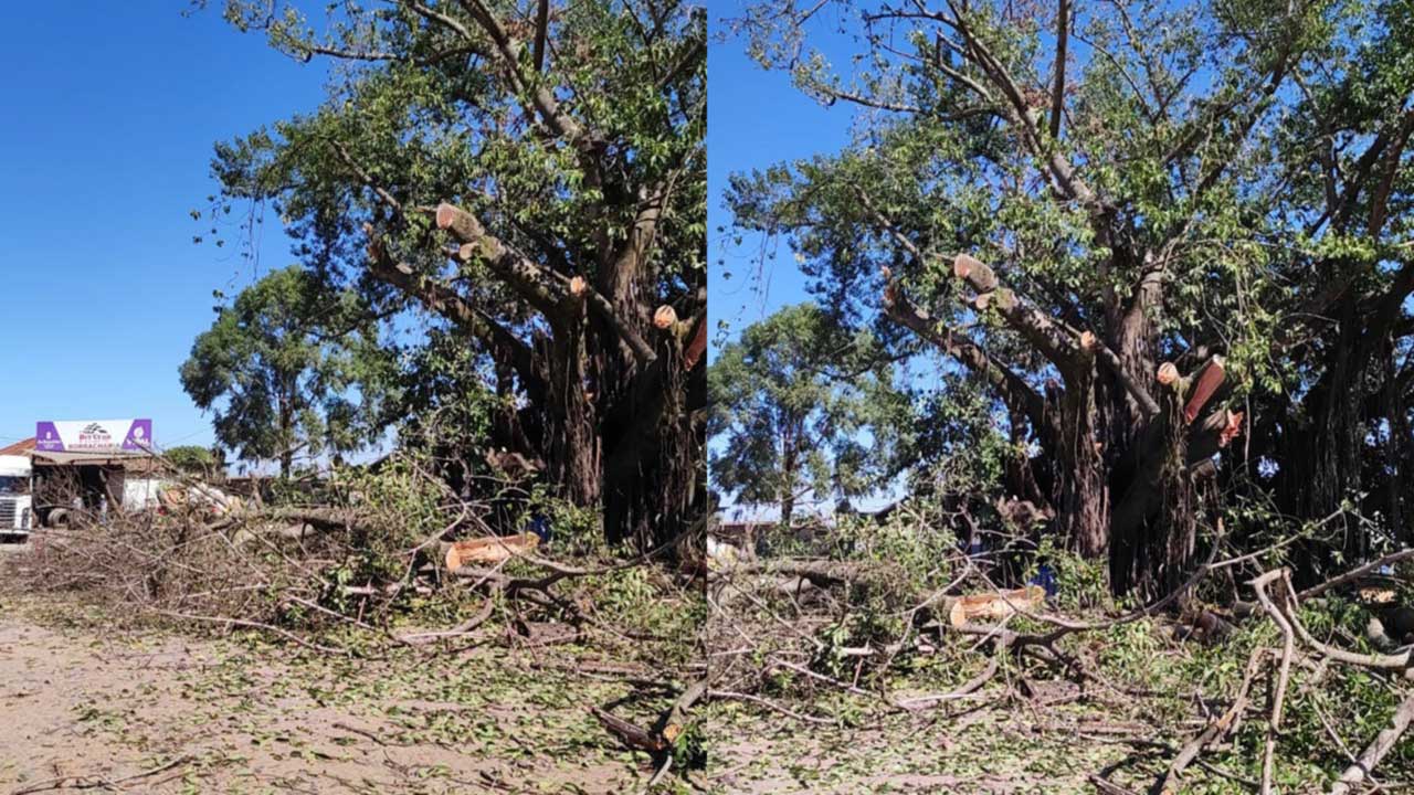 Risco de queda: árvore centenária é parcialmente cortada em João Pinheiro após incêndio