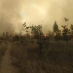 Incêndio destrói 80 hectares de vegetação em João Pinheiro, área equivalente a 112 campos de futebol