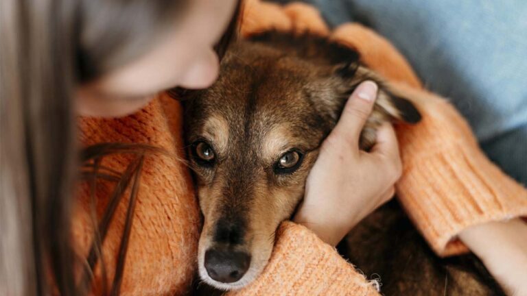 Após separação de casal, mulher ganha direito a pensão alimentícia para cão de estimação em Minas Gerais