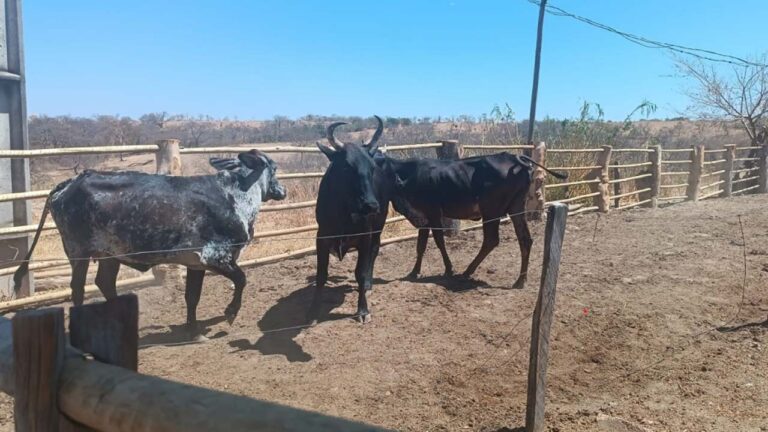 Furto de gado termina com 4 presos em João Pinheiro; receptadores tiveram fiança negada