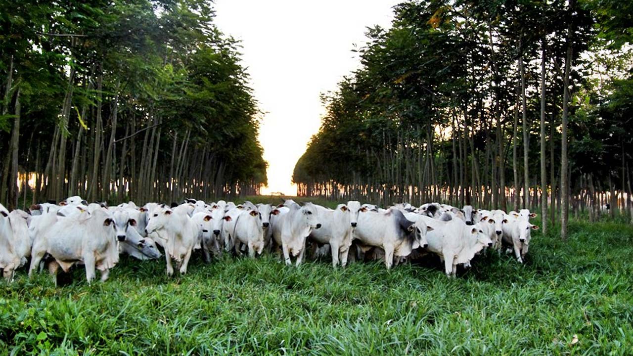 João Pinheiro alcança saldo recorde de empregos em maio de 2024, com destaque para agropecuária e indústria