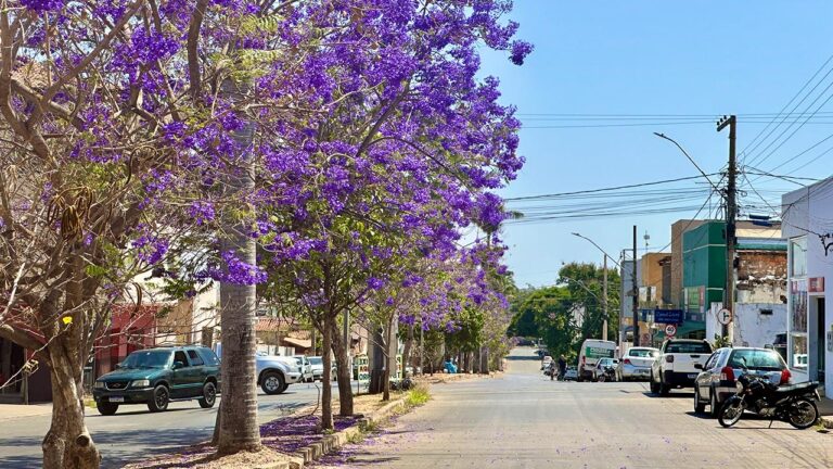 Floração dos Jacarandás transforma avenida Gérson Rios em um espetáculo natural em João Pinheiro