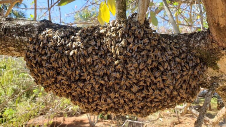 Homem de 45 anos é atacado por enxame de abelhas em Lagoa Grande