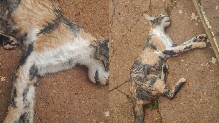 Série de envenenamentos de gatos preocupa moradores do bairro Esplanada em João Pinheiro